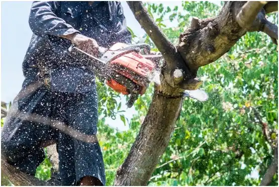 tree services Red Hill